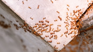 Pharaoameisen (Monomorium pharaonis)