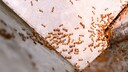 Pharaoameisen (Monomorium pharaonis)