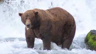 32 Chunk, der dickste Bär der Welt, wurde in der Fat Bear Week 2025 zum Gewinner