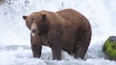 32 Chunk, der dickste Bär der Welt, wurde in der Fat Bear Week 2025 zum Gewinner