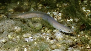 Ein Aal schwimmt durch einen Fluss