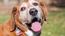 Nahaufnahme von einem Senior-Hund