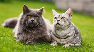 Apollo und Cosmo auf der Wiese