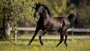 Araberpferd galoppierend auf der Wiese