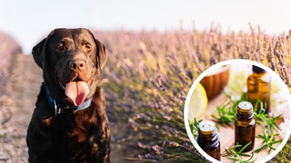 Aromatherapie für Hunde und Katzen