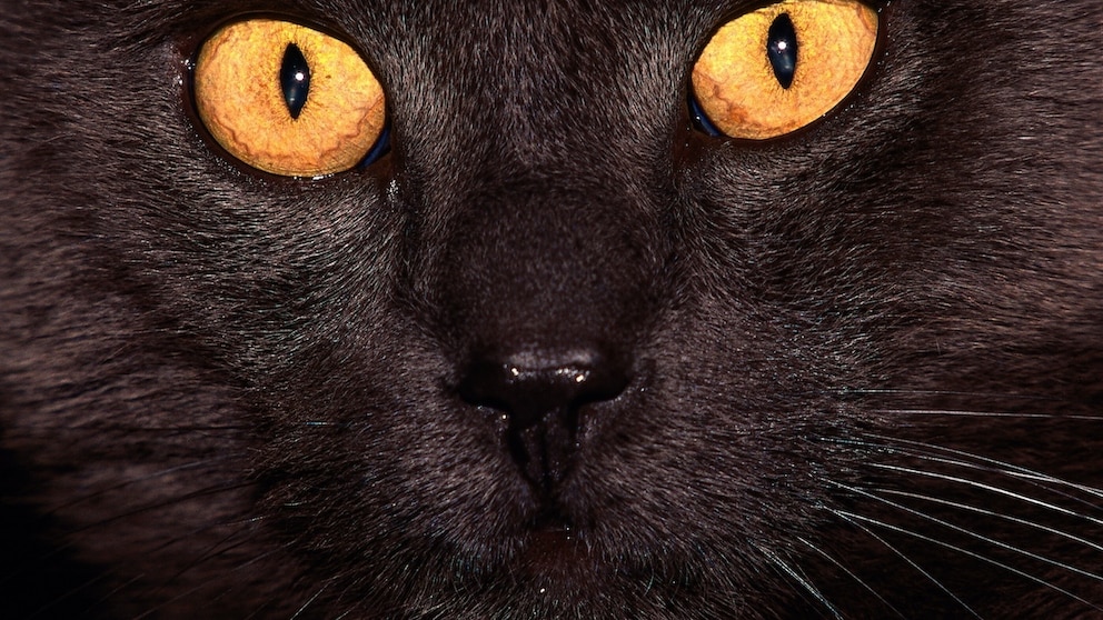 Schwarze Katze mit auffällig orangen Augen