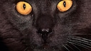 Schwarze Katze mit auff&auml;llig orangen Augen