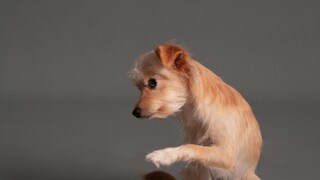 Hund, der die Pfote hebt, auf grauem Hintergrund