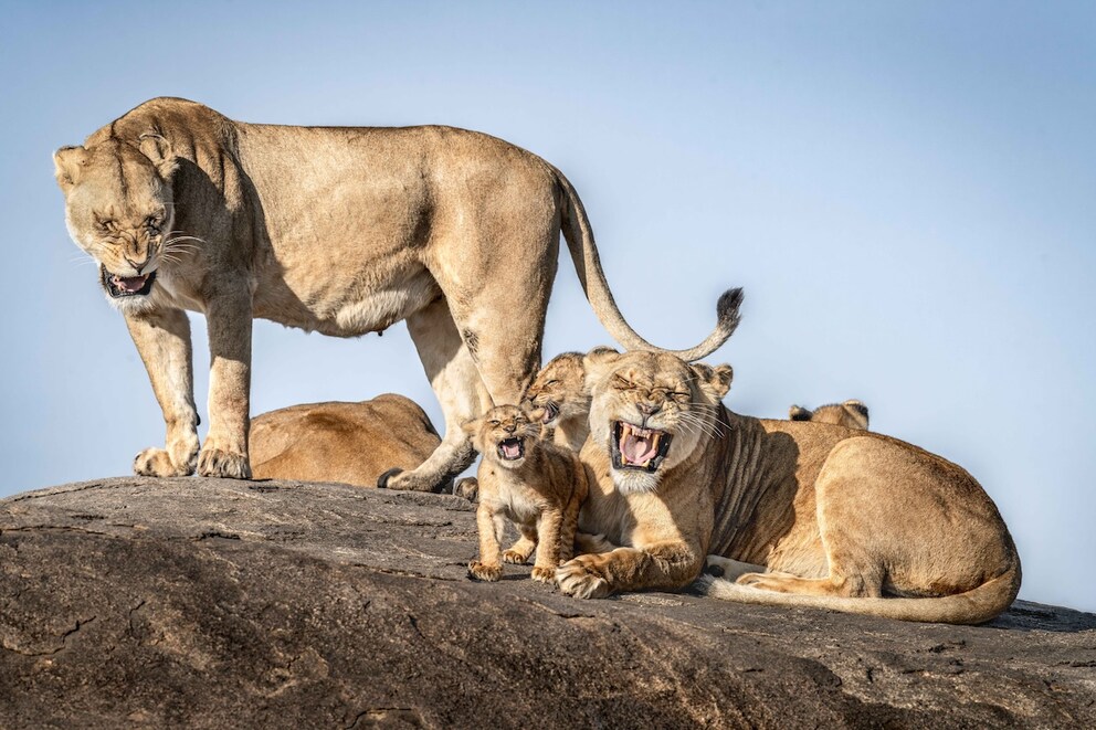 Bret-Saalwaechter_I-Just-Can't-Wait-To-Be-King