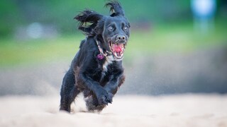 Spielender Hund
