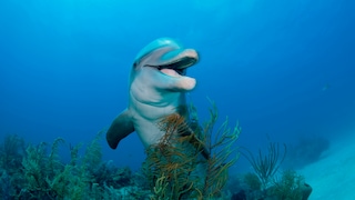 Delfin im Meer über Wasserpflanzen