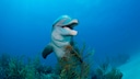 Delfin im Meer &uuml;ber Wasserpflanzen