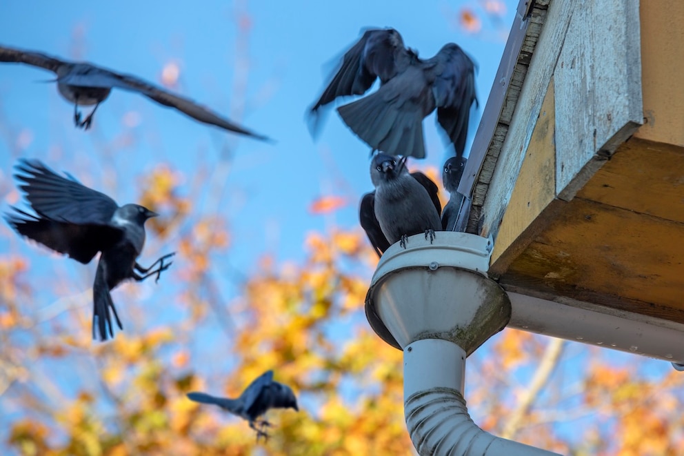 Mehrere Dohlen fliegen um einen Kamin