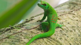 Madagaskar-Taggecko auf einem Ast