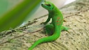 Madagaskar-Taggecko auf einem Ast