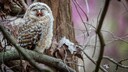 Streifenkauz Jungtier auf Ast mit aufgerissenem Schnabel