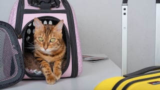 Katze in Transportbox neben Koffer