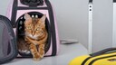 Katze in Transportbox neben Koffer