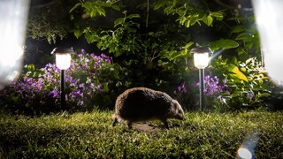 Igel läuft durch einen Garten bei Nacht. Im Hintergrund zwei Bodenleuchten.