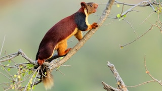Malabar Riesenhörnchen
