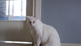 alte weiße Katze sitzt auf dem Boden