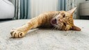 Orangene Katze streckt sich