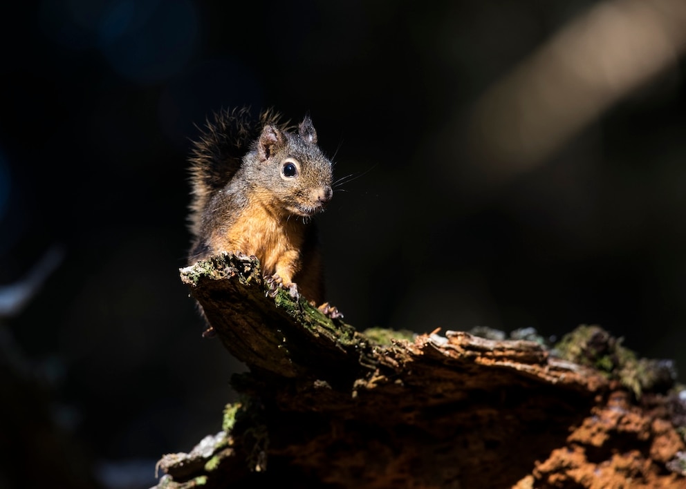 Douglas-Eichh&ouml;rnchen