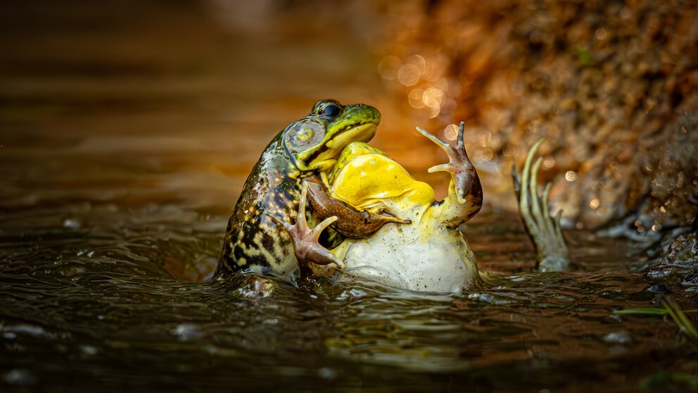 Grayson-Bell_Baptism-Of-The-Unwilling-Convert
