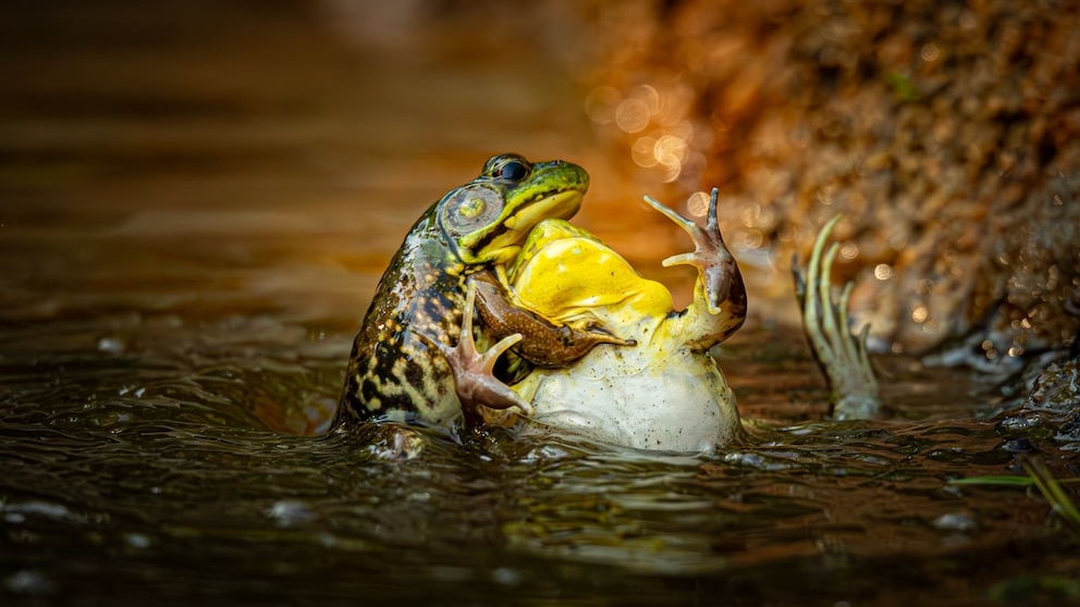 Grayson-Bell_Baptism-Of-The-Unwilling-Convert