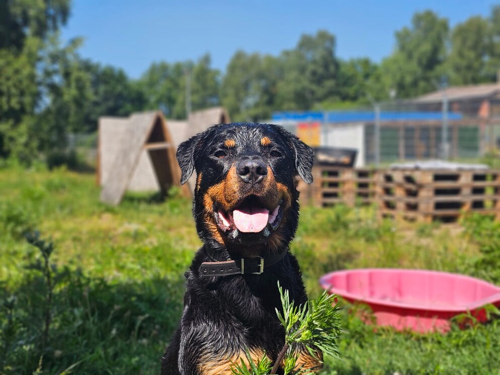 Hector at the Mölln shelter