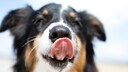 Nahausfnahme eine Australian Shepherd, der sich das Maukl leckt