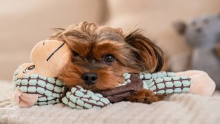 Kleiner Hund mit Stofftier im Maul