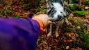 Hund im Wald spielt mit Stock