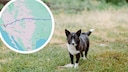 Corgie Mix auf Wiese; Screenshot aus Google Maps (Kreis)