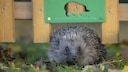 Ein Igel läuft durch ein Igeltor