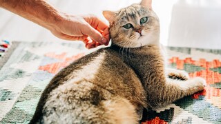 Mann streichelt Katze