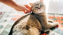 Mann streichelt Katze