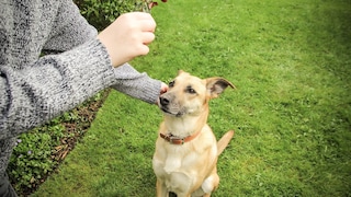 Klassisches Hundetraining