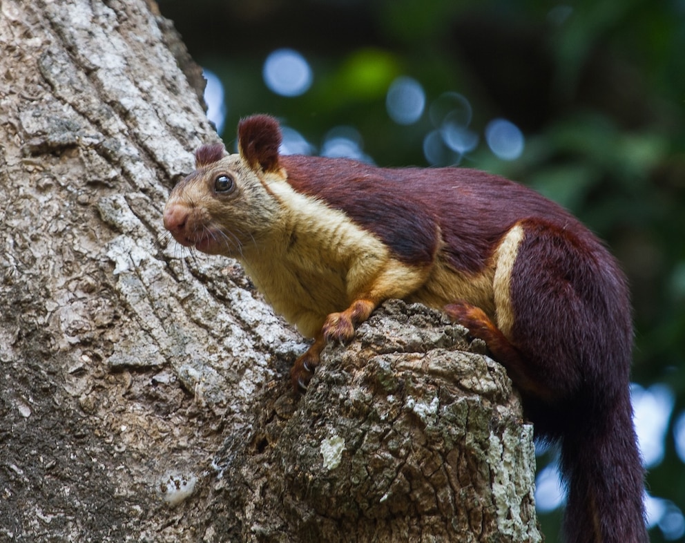 K&ouml;nigsrieseneichh&ouml;rnchen