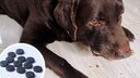 Collage aus Hund mit futterresten am Maul auf Laminat und Kohletabletten (Kreis)