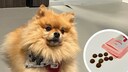 Zwergspitz Yumi und Hundesnack aus Laborfleisch