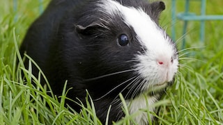 Meerschweinchen im Außengehege