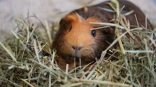 Meerschweinchen frisst Heu