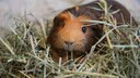 Meerschweinchen frisst Heu