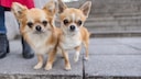 Zwei Chihuahuas stehen auf einer Treppe