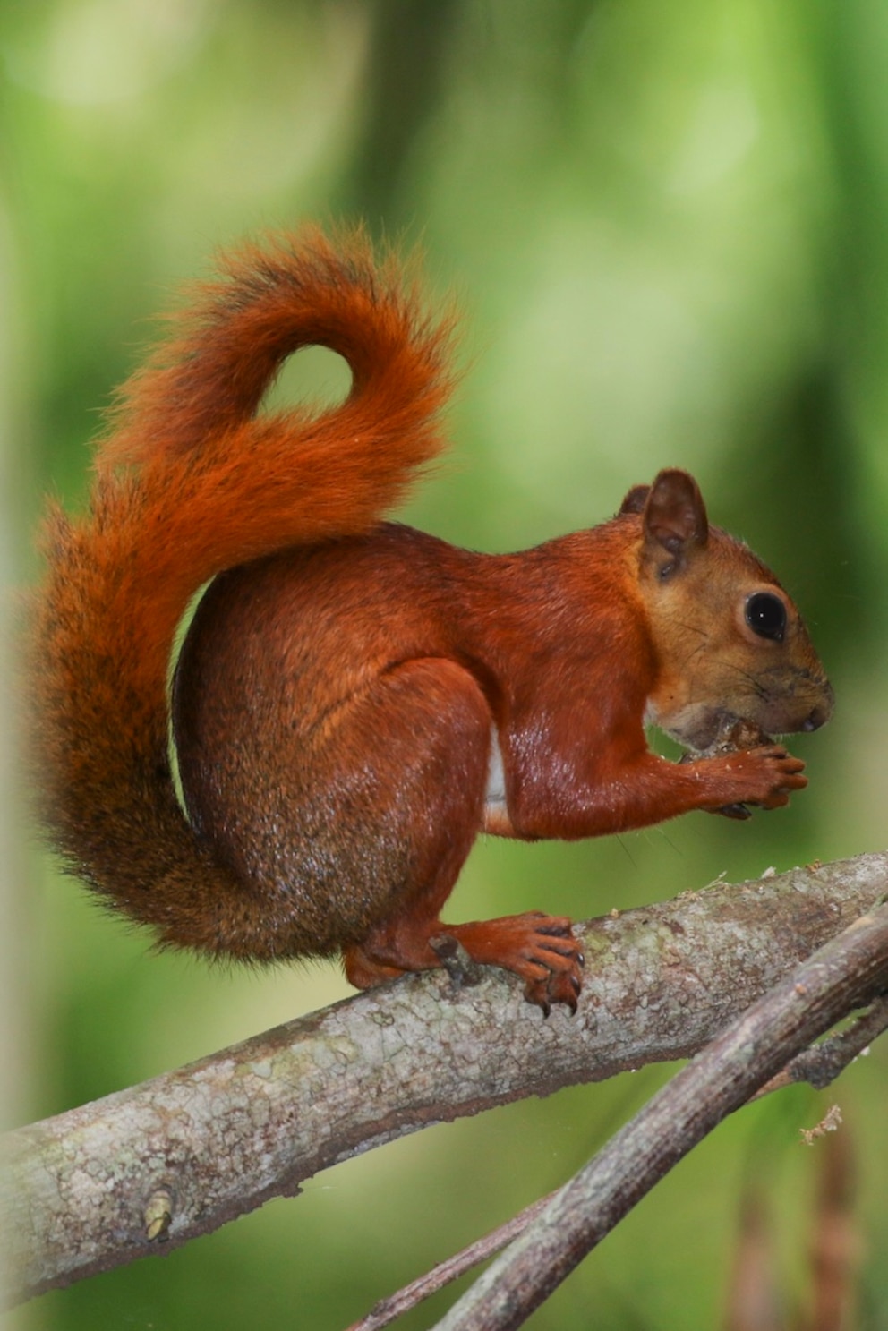 &Ouml;lpalmenh&ouml;rnchen