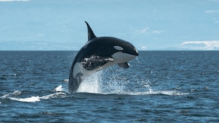 Orca springt aus dem Meerwasser, Berge im Hintergrund