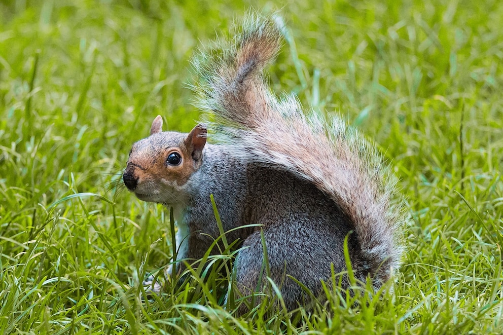 Graues Eichh&ouml;rnchen