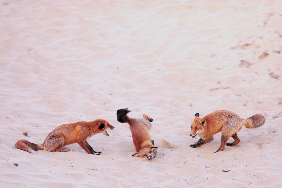 Paula-Rustemeier_Hit-the-dance-floor-Foxes-in-a-breakdance-battle