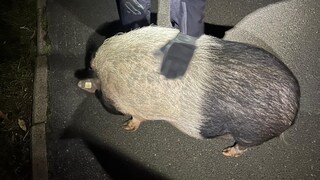 Hängebauchschwein Peppa auf der Straße in Bremen